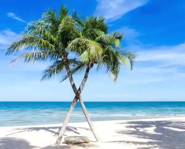 Imagen de Acordes de Al pie de una verde palmera
