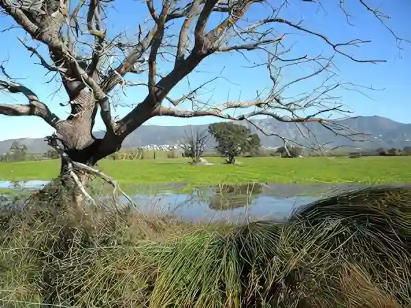 Imatge de Al pla de l'Empordà acords