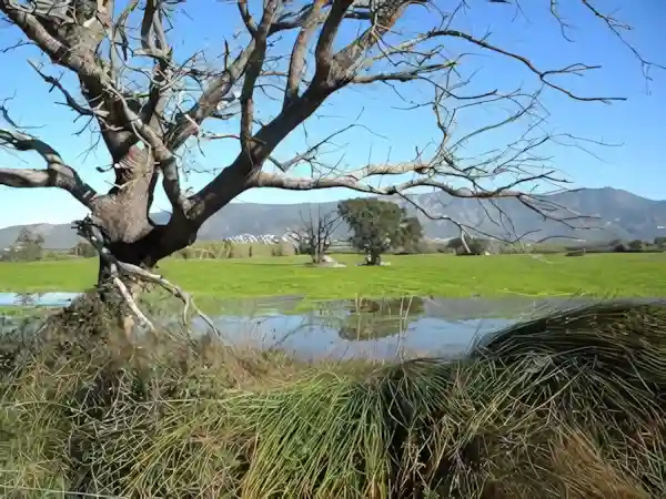 Imatge de Havanera Al pla de l'Empordà lletra