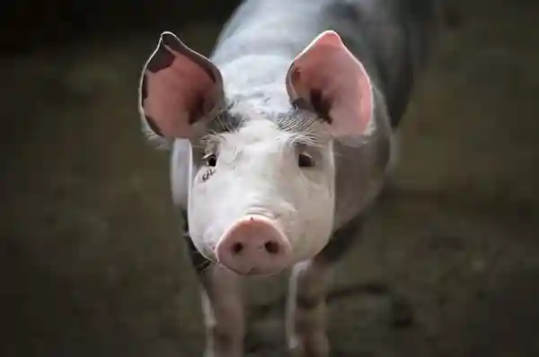 Imagen de Canción de taberna El cerdo acordes