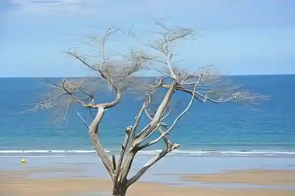 Imagen de Dicen que se muere el mar letra
