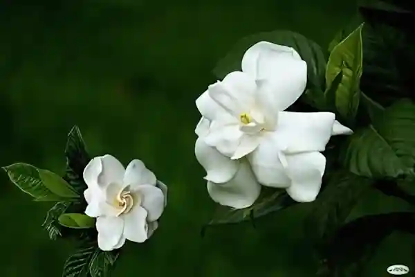 Imagen de gardenias para el post Bolero Dos gardenias letra
