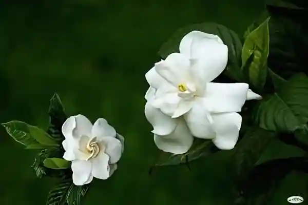 Imagen de Dos gardenias acordes