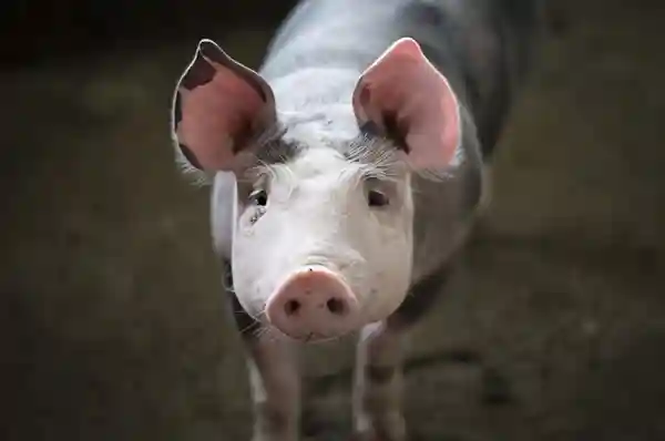Imagen de Canción taberna El cerdo letra