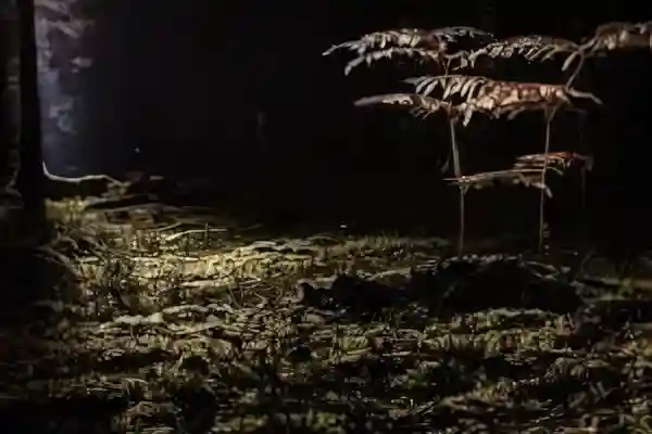 Imagen de Habanera En el claro de la luna letra