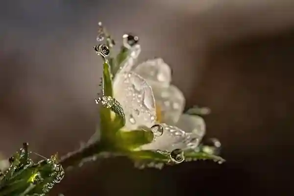 Imagen de Habanera Era una flor letra