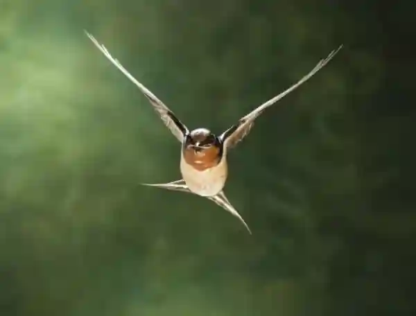 Imagen de Golondrina mensajera letra