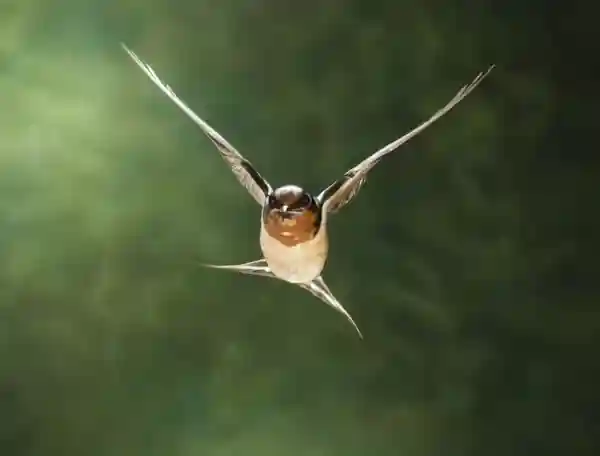 Imagen de Golondrina mensajera acordes