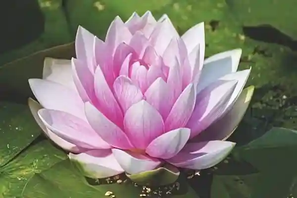 Imagen de Habanera Guarda esa flor letra