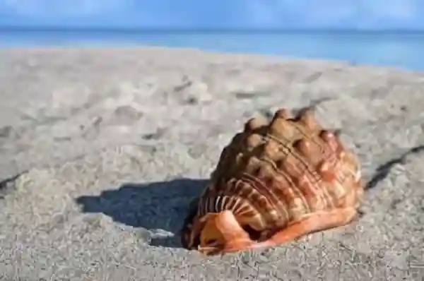 Imagen de La caracola letra