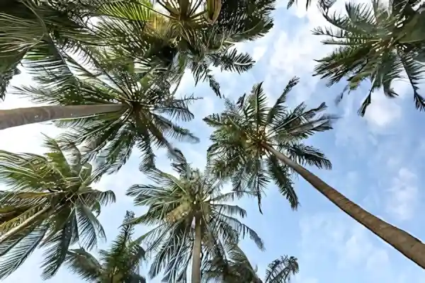 Imagen de Habanera Los palmares de Cuba letra