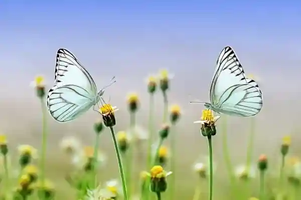 Imagen de Habanera Mariposita de primavera letra