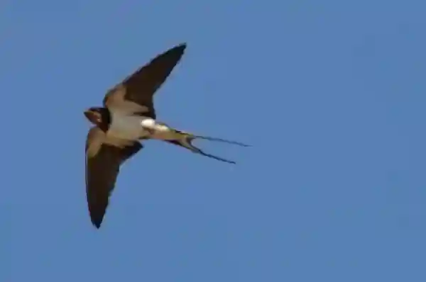 Imatge de la lletra de Oreneta gentil