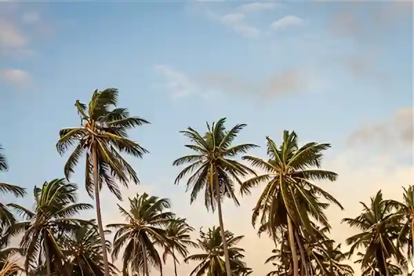 Imagen de Habanera Rosina letra